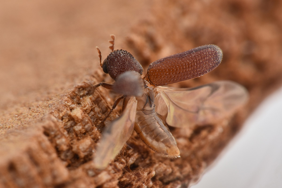 Cappuccino dei cereali? Rhizopertha dominica, Bostrichidae